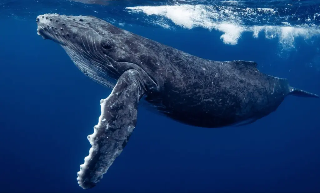 3 důvody, proč experti nově sbírají velrybí dech dronem: Tichá hrozba v Arktidě, o které se nemluví