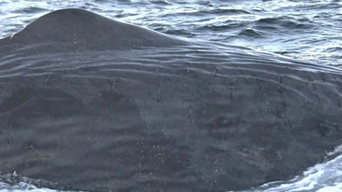 3 důvody, proč experti nově sbírají velrybí dech dronem: Tichá hrozba v Arktidě, o které se nemluví - image 1