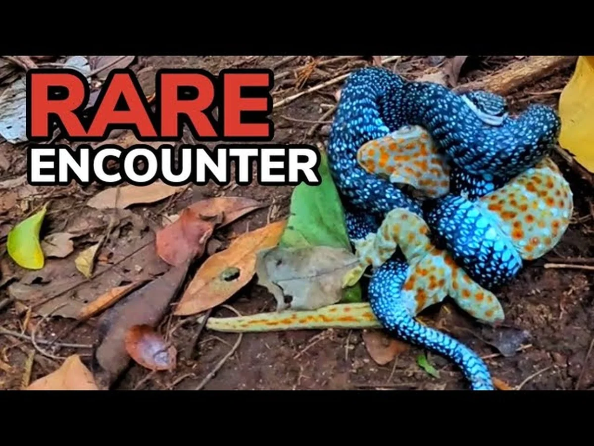 5 důvodů, proč je objev „malého doda“ na Samoa zásadní pro celou planetu - image 2