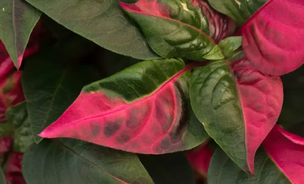 Brazilská rostlina z pobřeží, která by mohla změnit léčbu artritidy