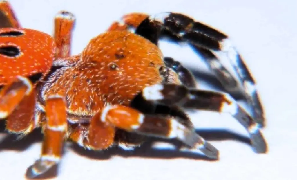 Červený bod v Maroku přepsal mapu života: Objev pavouka se ohnivou hlavou, kterého nikdo nečekal