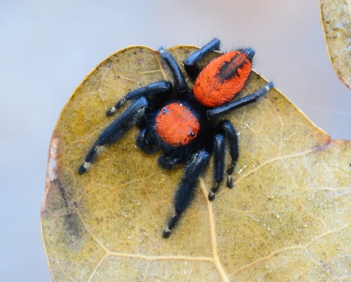 Červený bod v Maroku přepsal mapu života: Objev pavouka se ohnivou hlavou, kterého nikdo nečekal - image 1