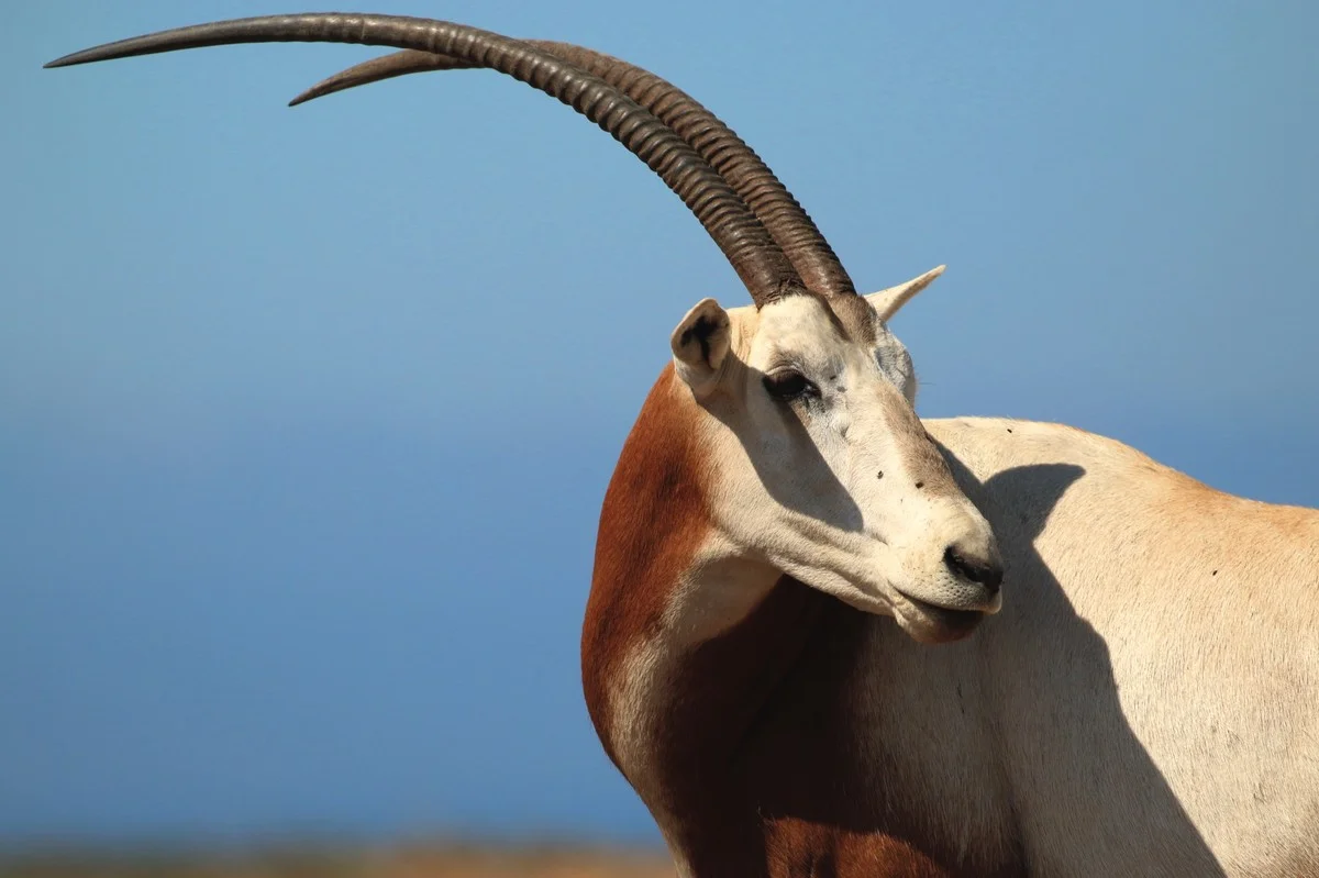 Červený bod v Maroku přepsal mapu života: Objev pavouka se ohnivou hlavou, kterého nikdo nečekal - image 2