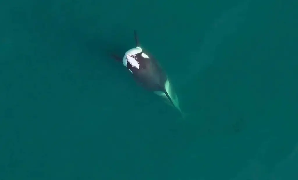 Fotograf zachytil kosatku s „kloboukem“ z lososa: Chování, které se neobjevilo od 80. let, je zpět