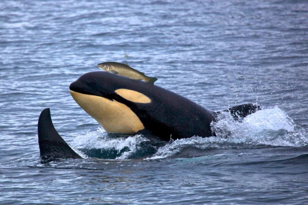 Fotograf zachytil kosatku s „kloboukem“ z lososa: Chování, které se neobjevilo od 80. let, je zpět - image 1