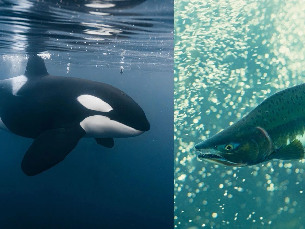 Fotograf zachytil kosatku s „kloboukem“ z lososa: Chování, které se neobjevilo od 80. let, je zpět - image 2