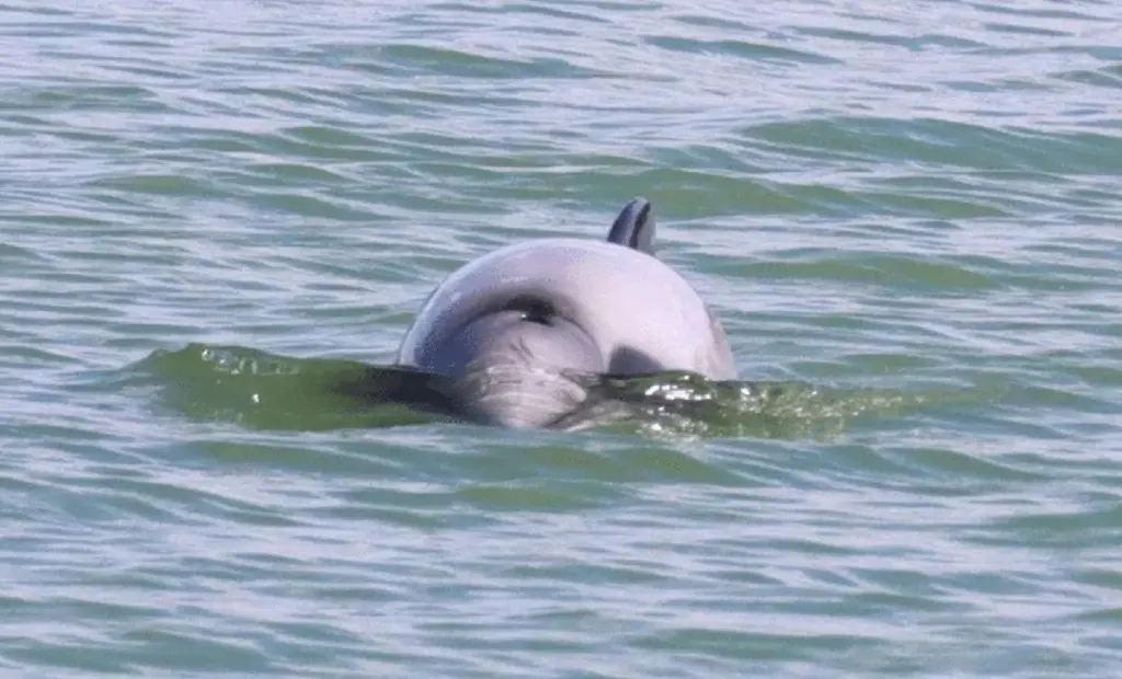 Objevil se jen 54krát: Proč vědci v Novém Zélandu zuří kvůli jedinému delfínovi