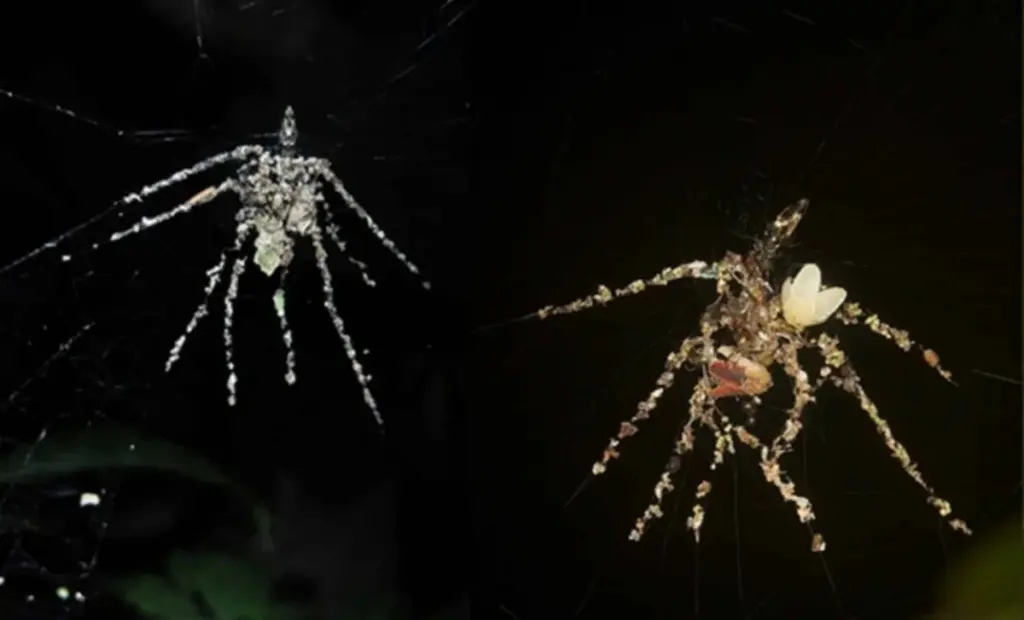 Odborníci sledují pavouky v Peru: Proč na sítě lepí mrtvý hmyz a větvičky?