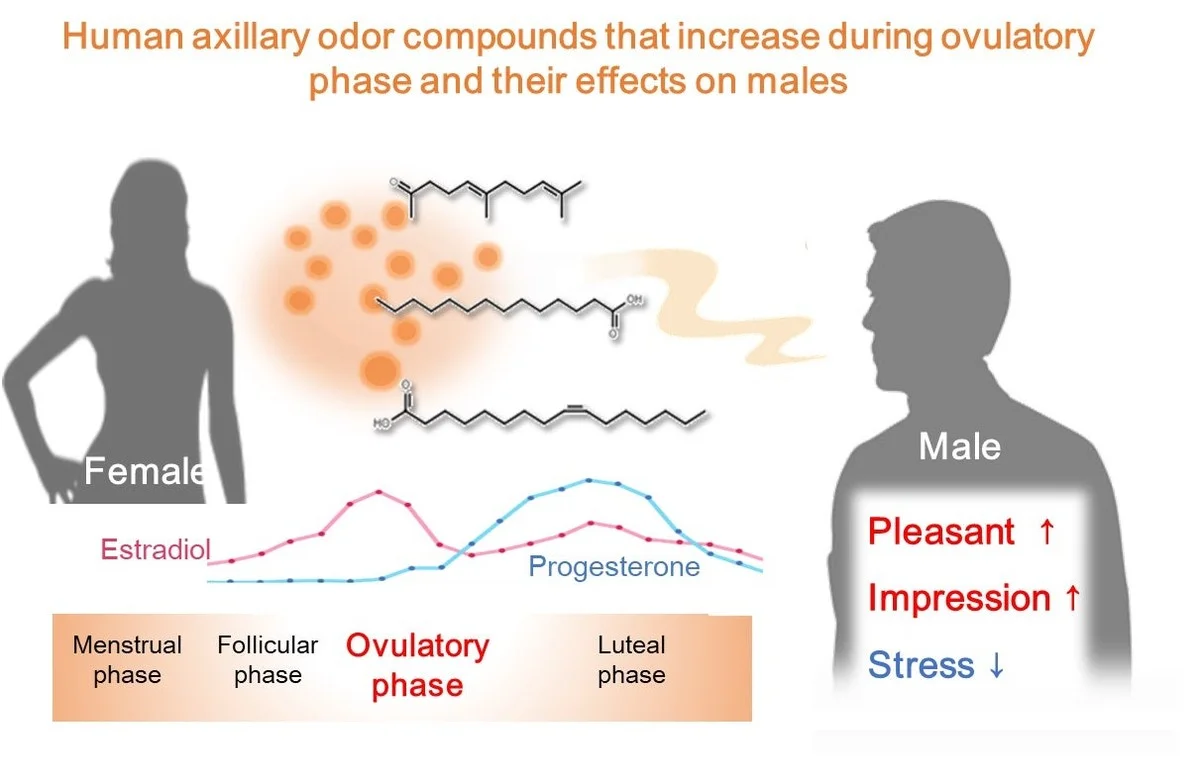 Prečo komáre nenávidia tú istú vôňu, ktorú milujú - image 2