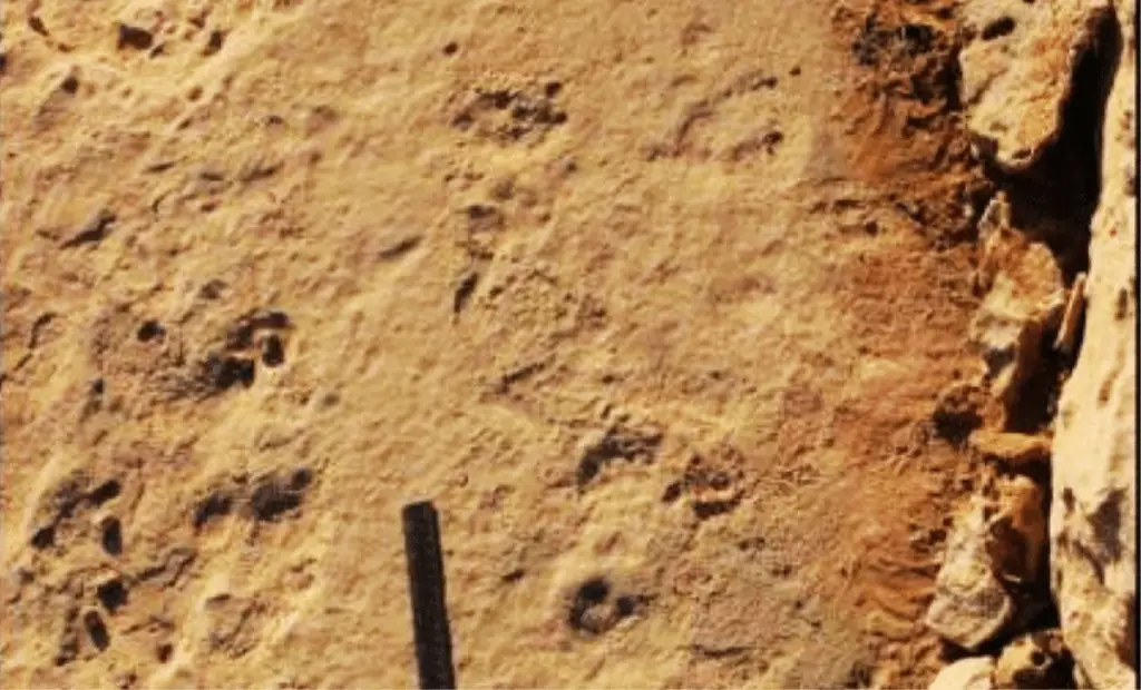 Prehistorické sloní stopy ve Španělsku: Co odhaluje jeden otisk nohy o životě před tisíci lety