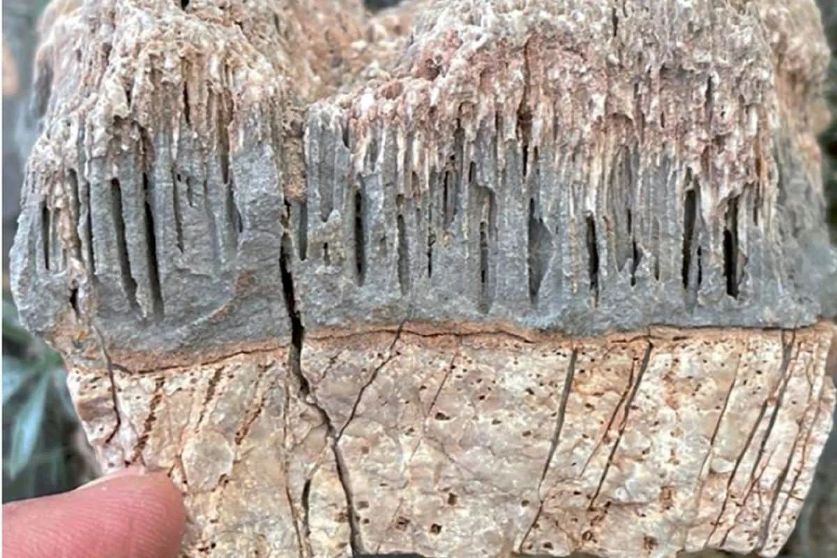 Proč geologové náhle zkoumají tunely široké 0,5 mm: Věda objevila koordinovaný život uvnitř skály - image 1