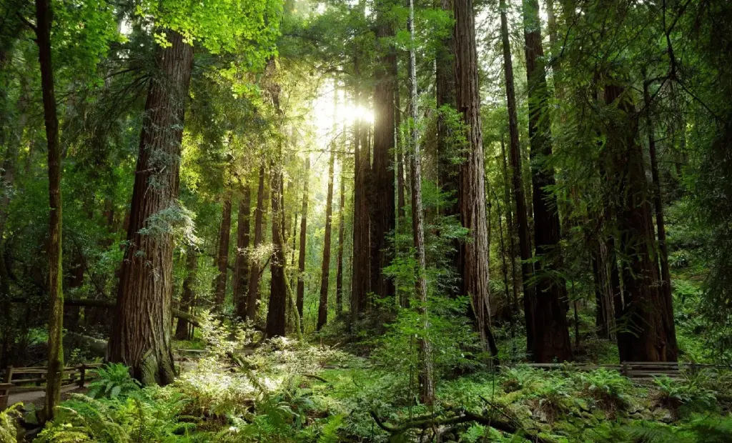 Proč se leopard po 170 letech vrátil? Fotopast odhalila skrytý důvod