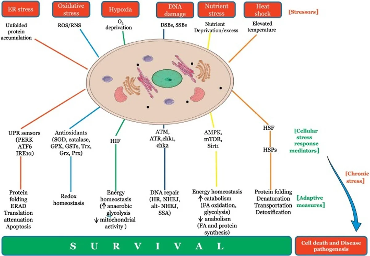 Proč vědci vkládají do embryí „pauzu“: Objev mechanismu, který zpomaluje stárnutí buněk - image 1