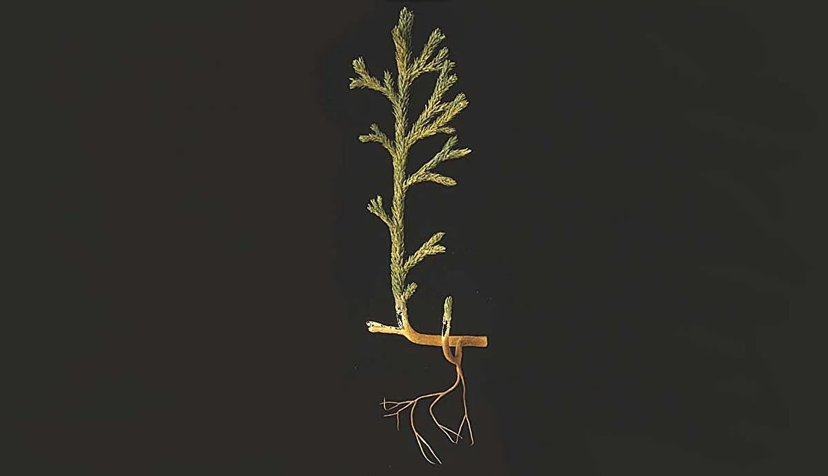 Proč vědci vkládají houbu na dno květináče a jak to souvisí se 400 milionů let starou rostlinou - image 1