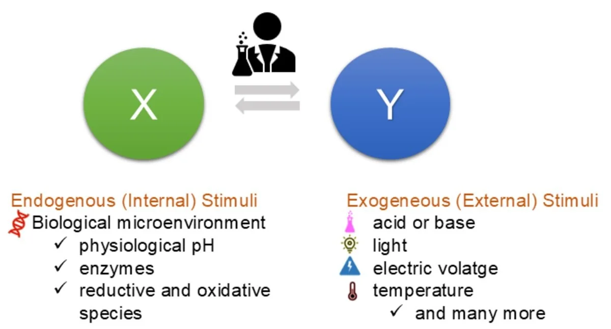 Proč vědci vkládají do embryí „pauzu“: Objev mechanismu, který zpomaluje stárnutí buněk - image 2