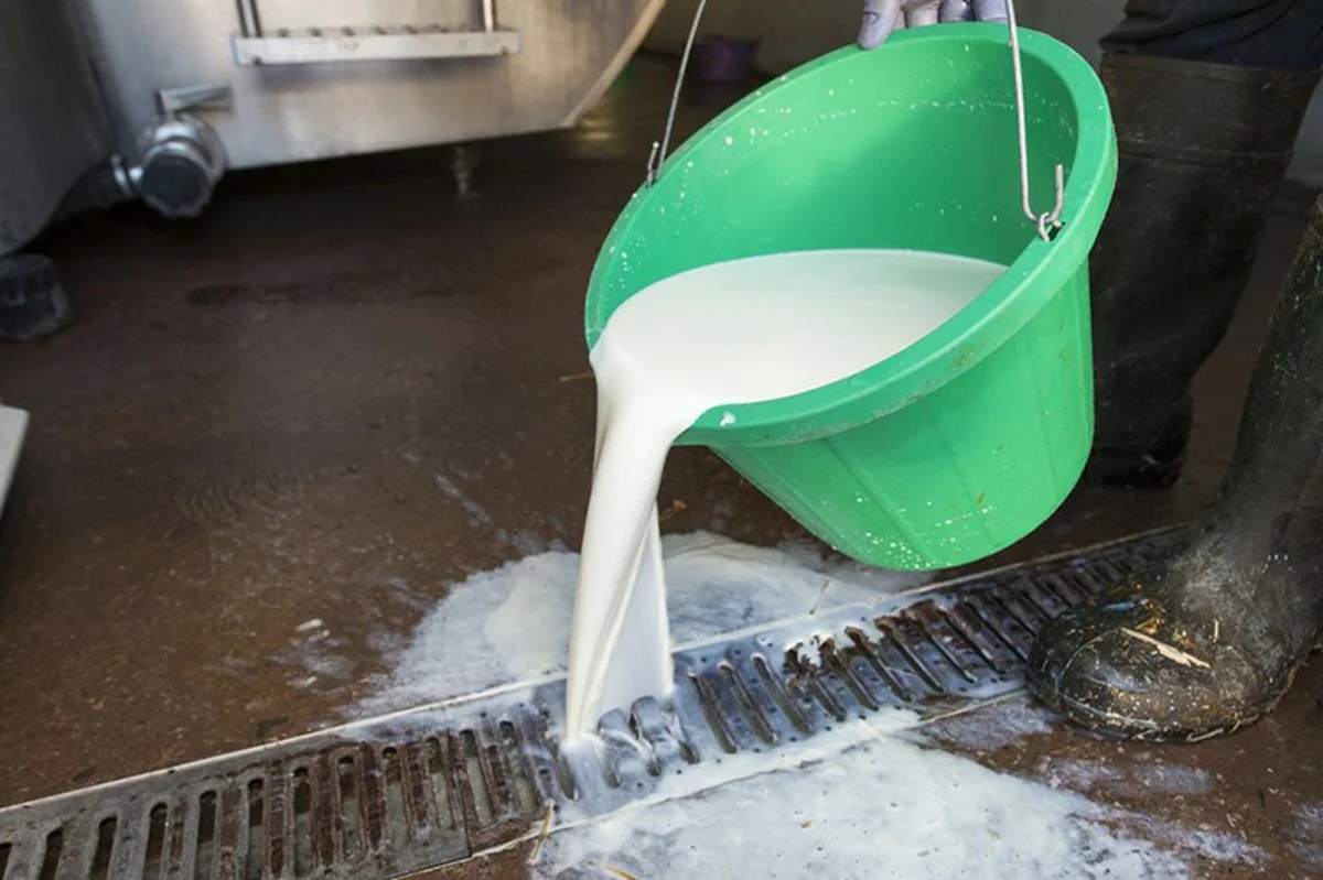 Proč zkušení instalatéři nikdy nevylévají zbytky mléka do dřezu - image 2