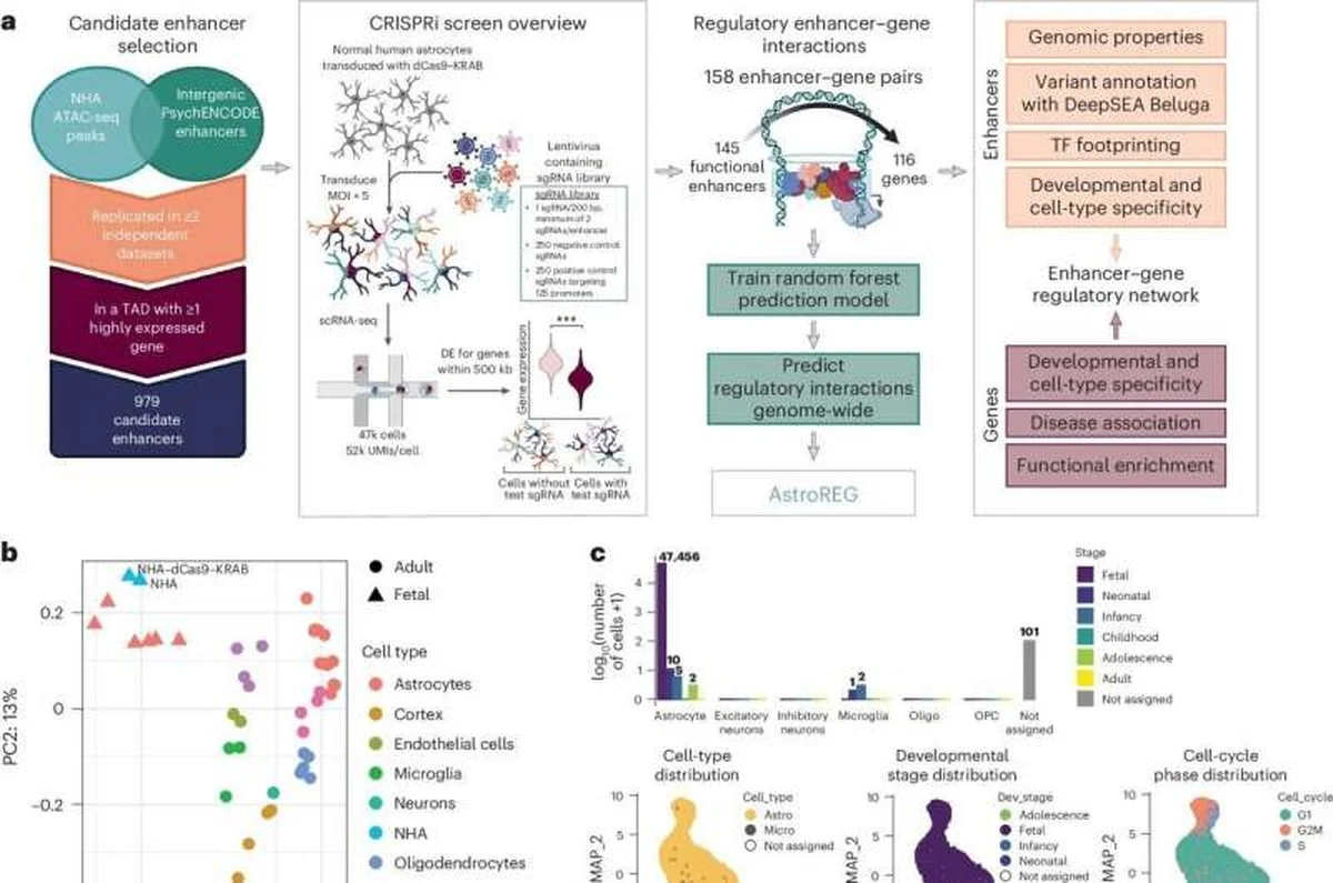 Proč zkušení neurovědci sledují 2 % DNA, které nekódují bílkoviny - image 1