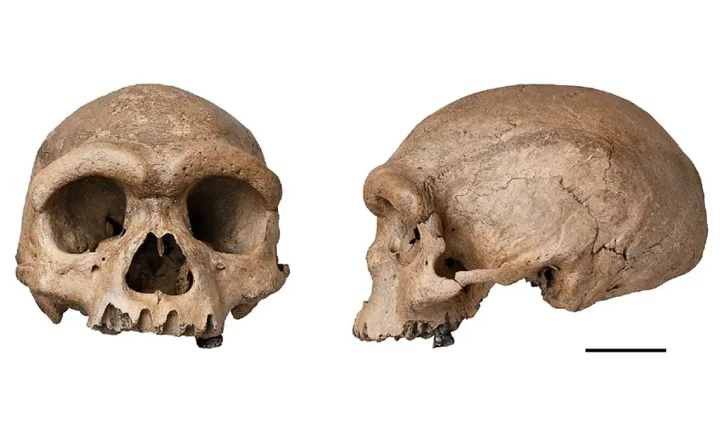 Tajemství, které konečně odhalila lebka Dračího muže: Jak přesně vypadali Denisované?