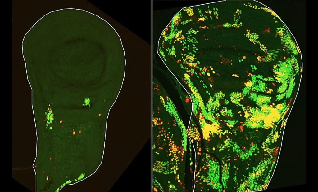 Tajemství regenerace po 50 letech: Vědci objevili buňky, které stisknou „tlačítko sebevraždy“, ale přežijí