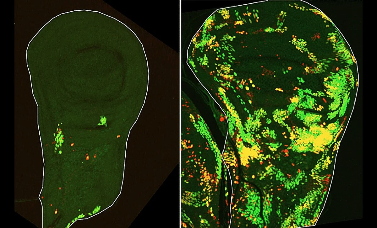Tajemství regenerace po 50 letech: Vědci objevili buňky, které stisknou „tlačítko sebevraždy“, ale přežijí - image 1