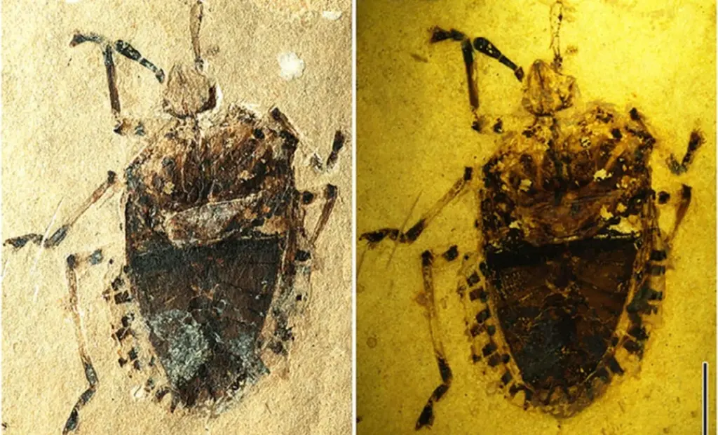 Tajemství Tibetu: Fosílie, která popírá vše, co víme o evoluci hmyzu