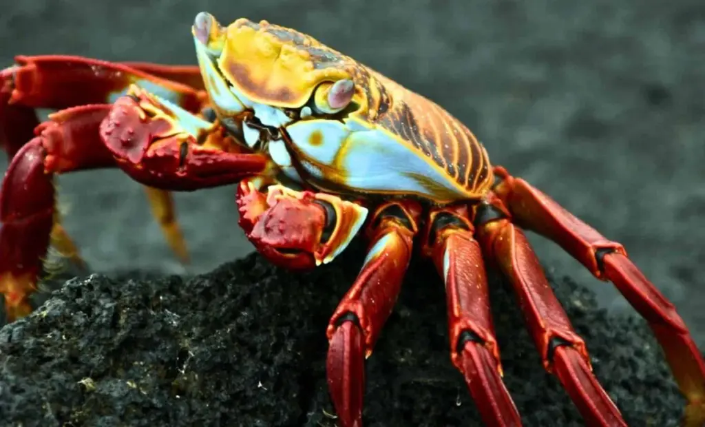 Tento detail v kuchyni už nezvrátíte: Proč by se humři a krabi už nikdy neměli vařit za živa