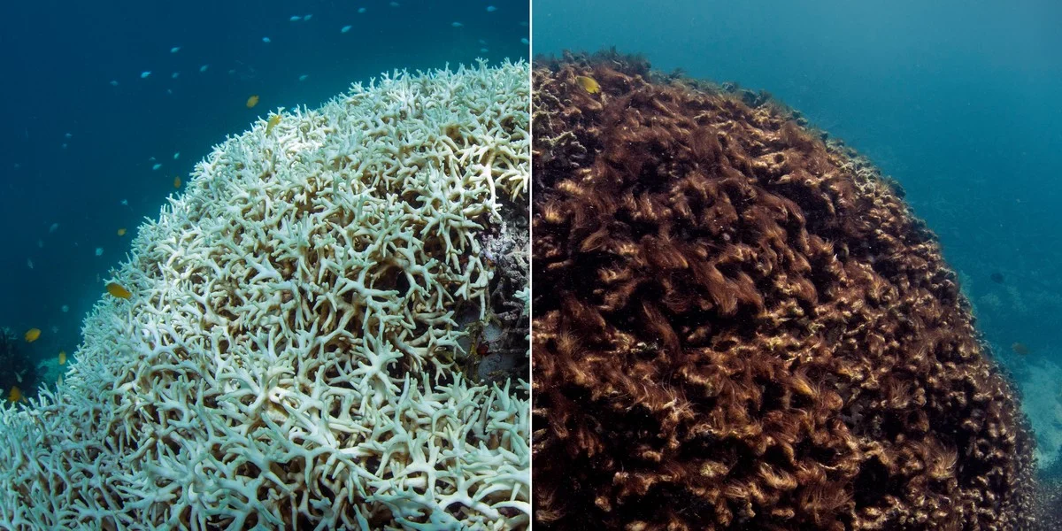 Tichý posun v oceánu: Vědci zjistili, že moře překročilo bezpečnou hranici už před lety - image 2