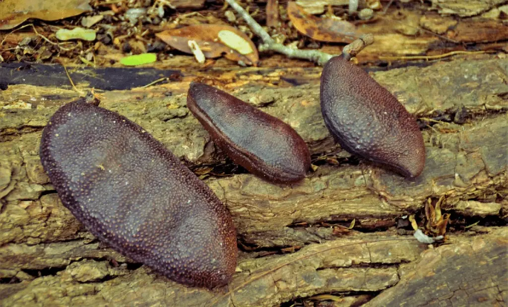 Tři důvody, proč si moderní věda všímá amazonského stromu, který indiáni znají staletí