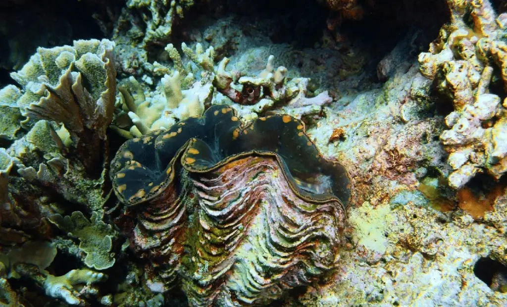 Vědci konečně spočítali, proč někteří zahradníci dávají houbu na dno květináče