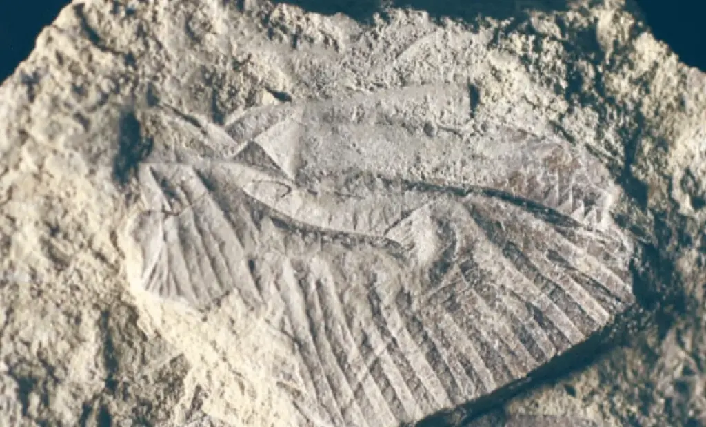 Vědci konečně vědí, proč je v Kanadě tak vzácný: Fosilie vážky z éry dinosaurů ucpala 30 milionů let starou mezeru