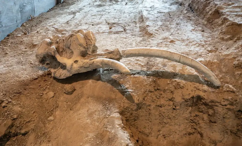 Vědci konečně vědí, jak dlouho lidé v Česku trávili čas v obydlích z mamutích kostí