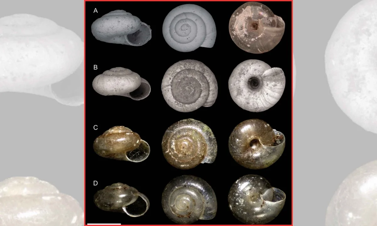 Vědci objevili ulitu, která zmizela před 118 lety: Tady je důvod, proč ji potřebujeme - image 1