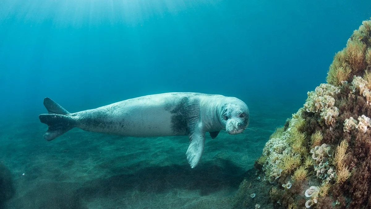 Vědci objevili v jeskyních u Kypru „plastitar“: Podvodní pasti ohrožují tuleně - image 2