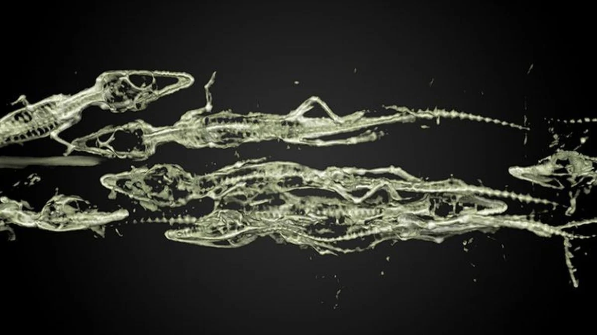 Vědci otevřeli 3000 let starého mumifikovaného krokodýla: Hák v jeho žaludku naznačuje, jak ho přesně Egypťané chytili - image 1