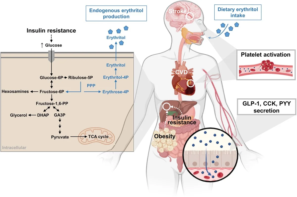Vědci varují: Toto sladidlo denně zvyšuje riziko mrtvice a infarktu - image 1