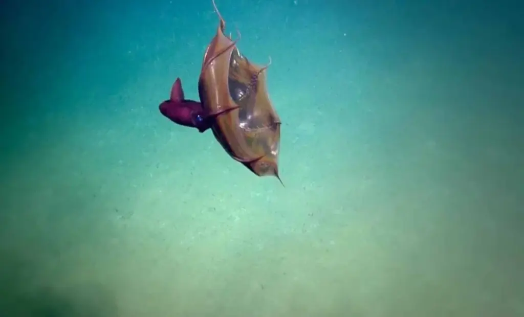 Vědci zjistili, proč tato "živoucí fosilie" v hlubinách oceánu drží klíč ke genetickému chaosu chobotnic