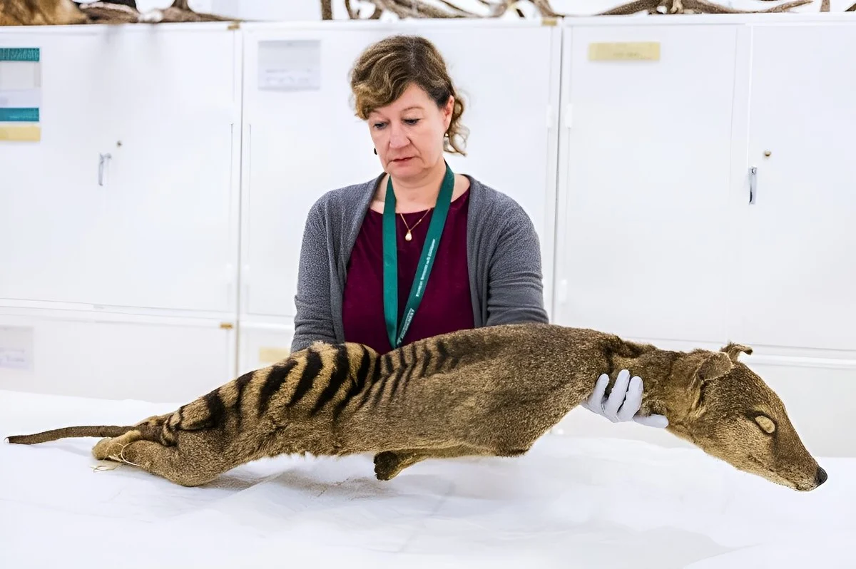 Zapomeňte na DNA: Jak švédští vědci probudili geny tasmánského tygra po 130 letech - image 1