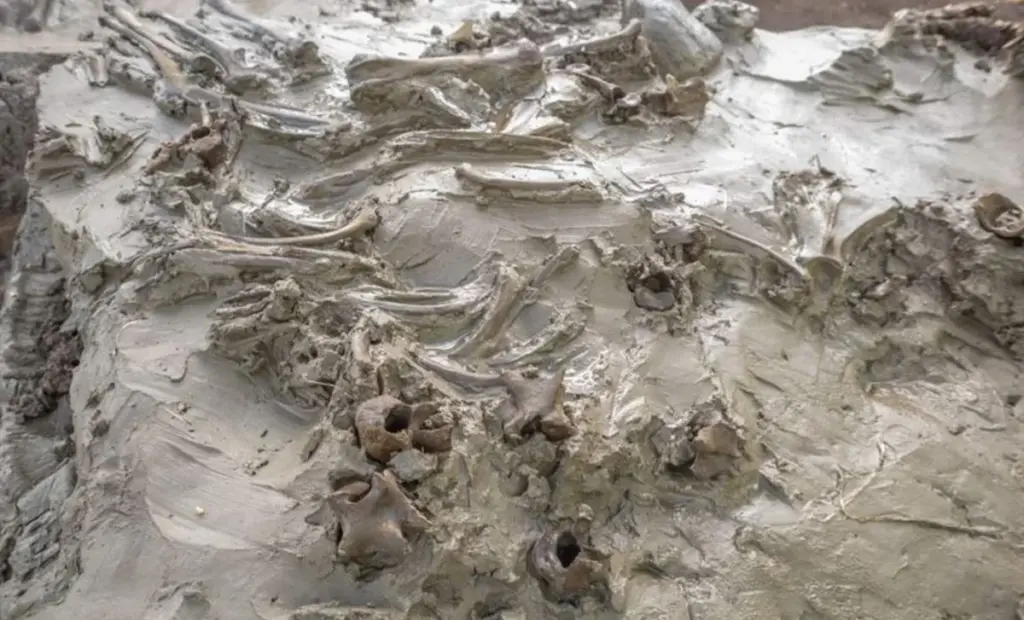 Archeologové našli v jezeře pohřbeného psa rituálně uloženého s kostěnou dýkou