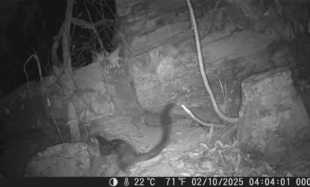 Austrálie slaví: Po 80 letech se v divočině objevila šelma, kterou experti odepsali (A pomohl jí jeden vrtulník)