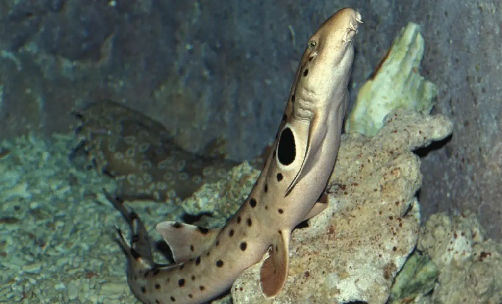 Chůze žraloků v Austrálii: Rodí se bez energetické zátěže?