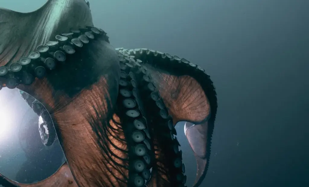 Divoká šelma z hlubin zdecimovala válečnou loď USA v roce 1978. Vědci nevěřícně kroutili hlavami.