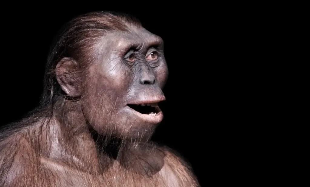 Homo erectus možná ovládal jazyk mnohem dříve než my, naznačuje nová studie