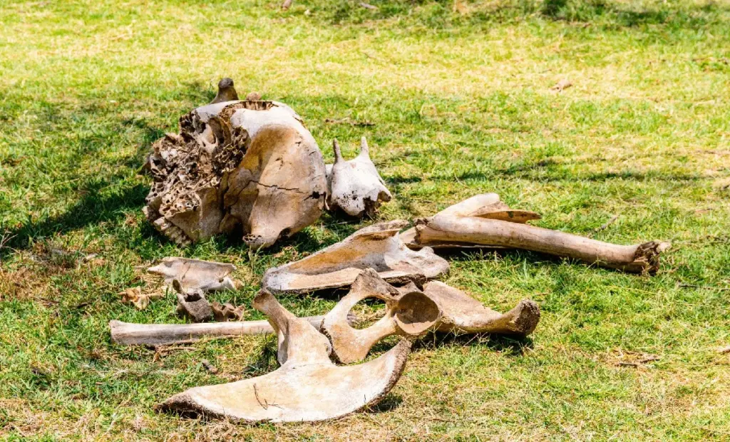 Jak pravěcí řezníci před 1,8 milionu let porazili slona: Objev, který mění učebnice dějepisu