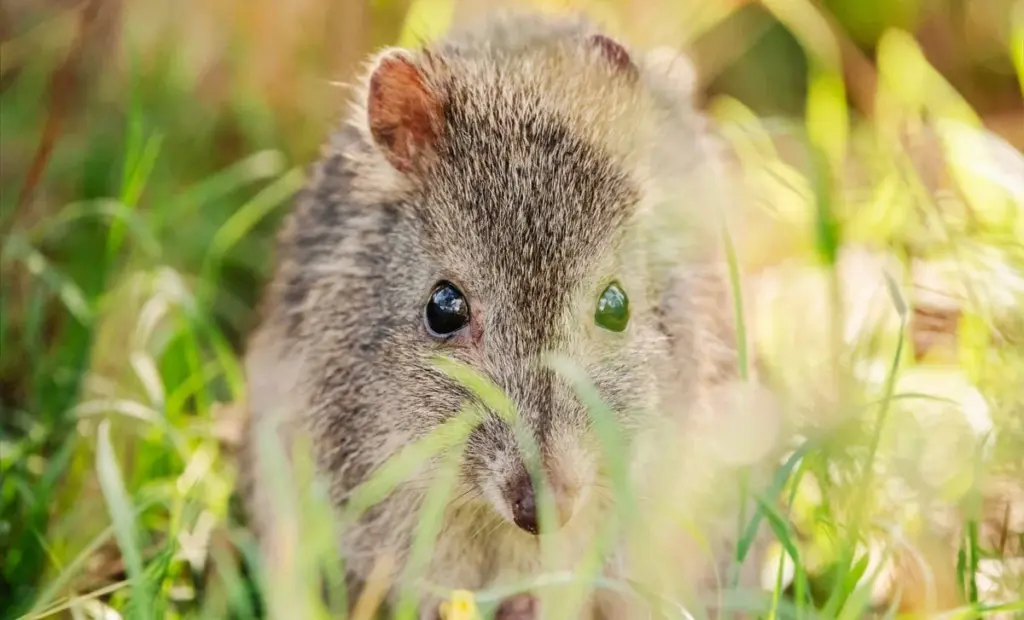 Jedna lžička houby: revoluční DNA technika zachraňuje vzácného tvora