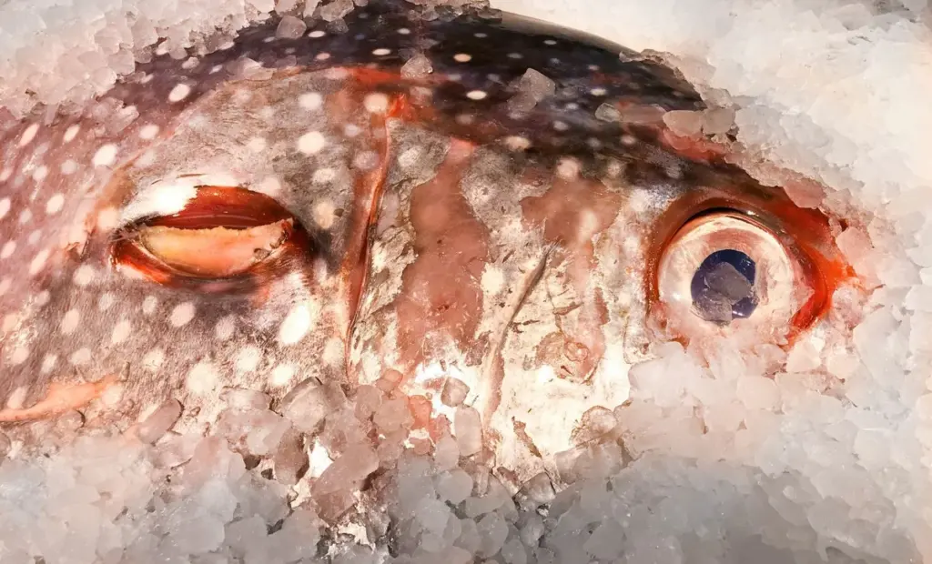 Je to jediná ryba na světě, která si umí udržet teplo: Klíčem je neuvěřitelná vychytávka v jejích žábrách