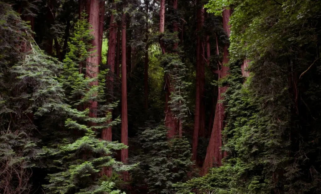 Lišák na pobřeží Kalifornie: Vědce překvapil návrat tvora považovaného za ztraceného