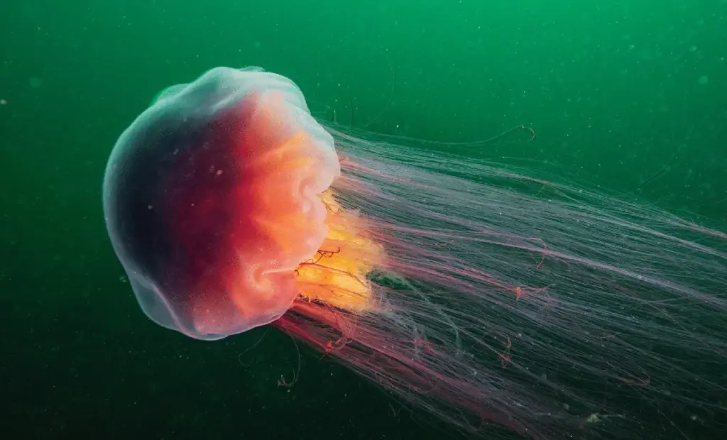 Meduza přesahující délkou modrou velrybu. Proč je třeba zbystřit při plavání v Severním moři?