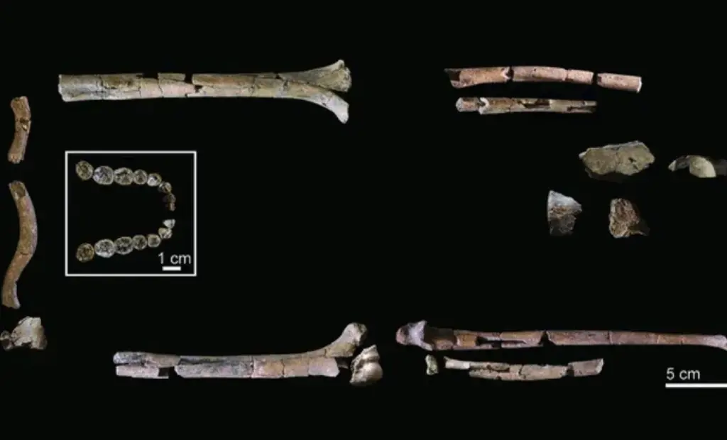 Nejkompletnější kostra Homo Habilis odhaluje překvapení: Proč nám to změní pohled na evoluci