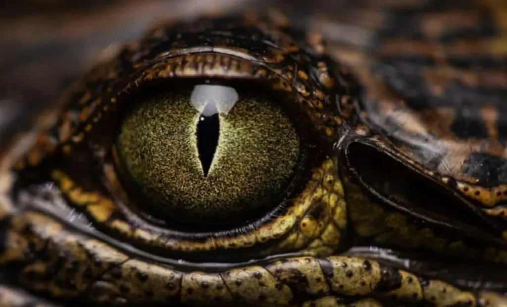 Nový druh hada objevený v minové pustině: tajemný černý tvor z Pacifiku