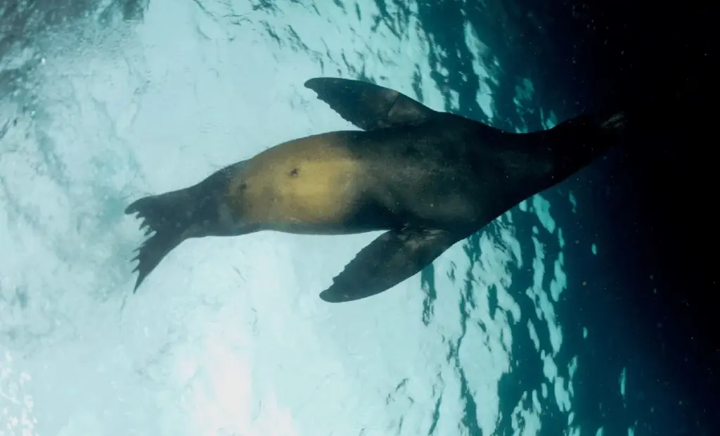 Odborník strávil 15 let v Antarktidě a pořídil možná první podvodní fotku tuleně Rossova